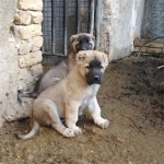 three-month-old-puppy-sarabi-2
