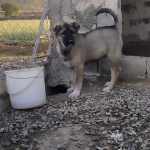sale-puppy-sarabi-in-tehran-1