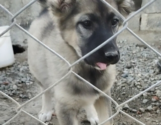 sale-puppy-sarabi-in-tehran-2
