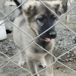 sale-puppy-sarabi-in-tehran-2