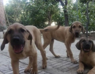four-month-old-puppy-sarabi-2