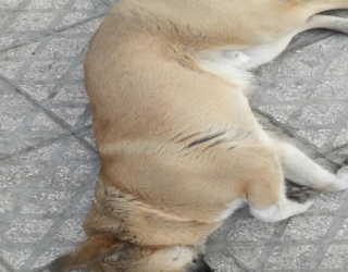 four-month-old-puppy-sarabi-3