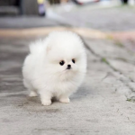 pocket-dog-1