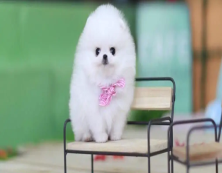 pocket-dog-2
