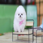 pocket-dog-2