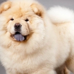 chow-chow-bear-dog-1