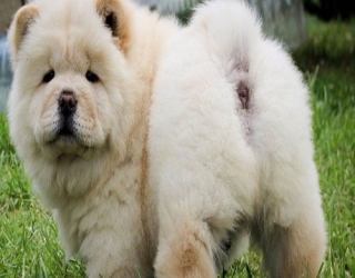 chow-chow-bear-dog-2