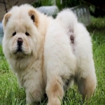 chow-chow-bear-dog-2