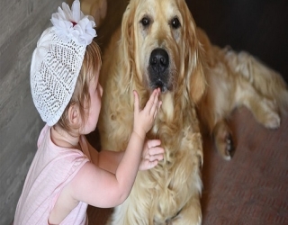 golden-nurse-dog-3