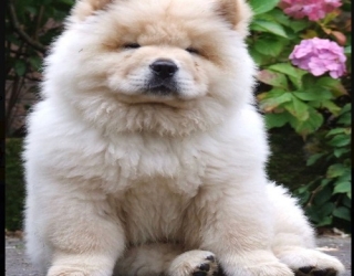 big-white-chow-cho-dog-1