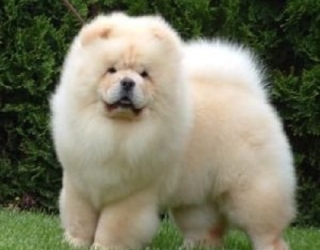 big-white-chow-cho-dog-3