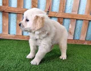 short-legged-golden-dog-2