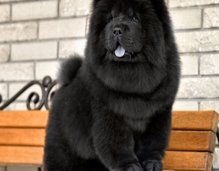 big-wild-chow-chow-dog-2