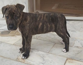 pit-bull-tiger-dog-2