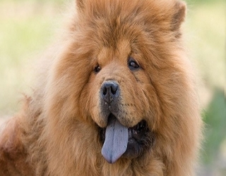 adult-chow-chow-dog-2