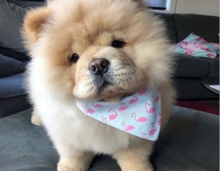 miniature-chow-chow-dog2