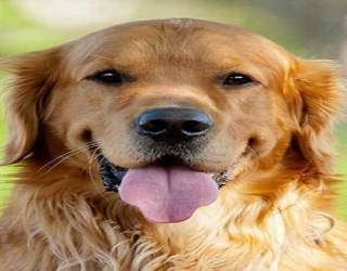 cinnamon-golden-retriever-2