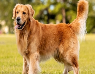 Golden retriever dog 4 months old-2