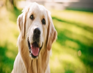 Golden retriever dog 4 months old-3