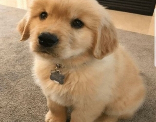 miniature-golden-dog-2