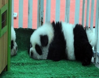 chow-chow-panda-dog-2