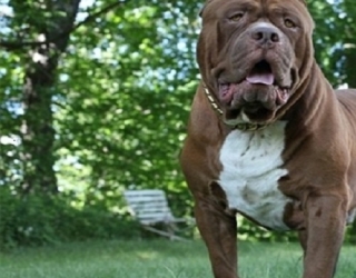 giant-pit-bull-dog-1