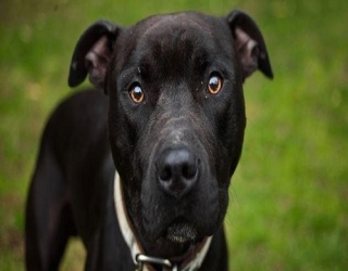 pit-bull-puppy-1
