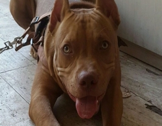 brown-pit-bull-dog-1