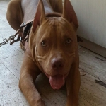 brown-pit-bull-dog-1