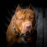 brown-pit-bull-dog-2