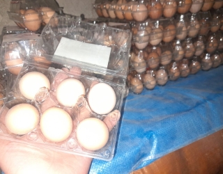 آگهی رایگان تخم مرغ خوراکی