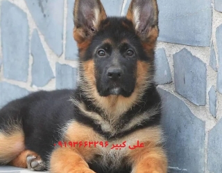 خرید و فروش سگ ژرمن شپرد بالغ
