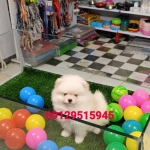 فروش سگ یک میلیونی 