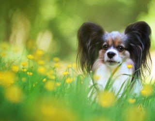 خرید سگ جیبی دختر