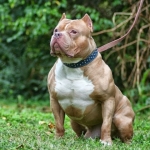 قیمت سگ پیت بول مسی