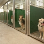 پانسیون سگ در گلشهر کرج