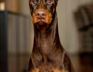 886aa70ec4cb069eeb852a0ee7400cbc--doberman-pinscher-dobermans