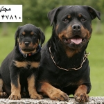 ehft_03218 - Copy