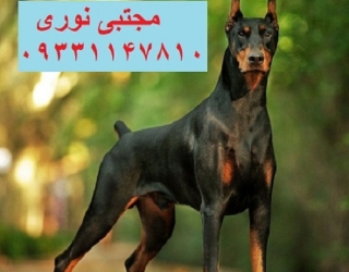 قیمت سگ دوبرمن اصیل
