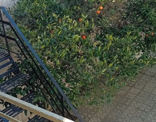 خوابگاه پسرانه 