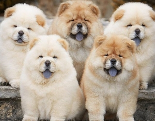 خرید و فروش سگ چاوچاو اصیل ژاپنی خرسی