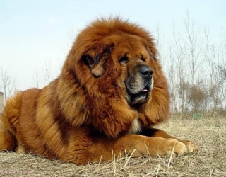 سگ ماستیف تبتی (بزرگترین نژاد)
