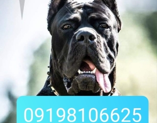 فروش سگ کنکورسو 