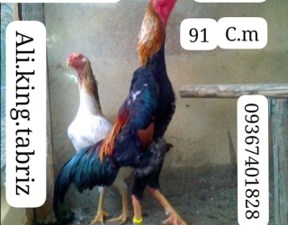 IMG-20250218-WA0000
