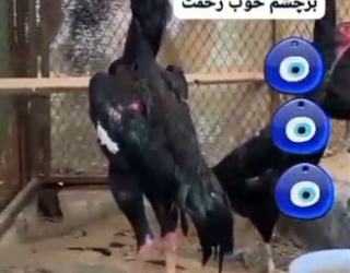 لاری اوشامو آلمانی شش دنگ و هفت دنگ 