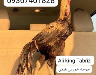 لاری هندی نوک طوطی دم چتری 