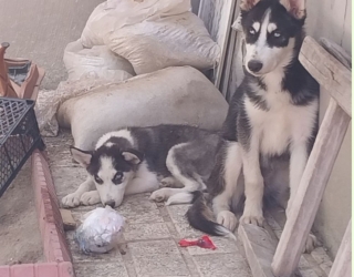 سگ فروشی هاسکی نرو ماده 2ماه 4ماه