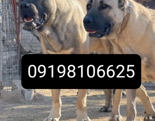 سگ سرابی فر.وشگاه سگهای نگهبان 