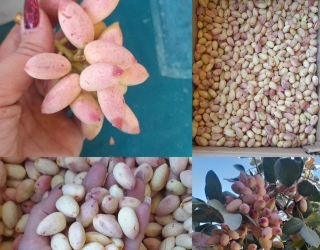 فروش پسته ارگانیک دامغان 