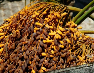خریدار خرما شاهانی و لشت جهرم 